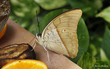 518.096A-White-spotted-prepona-Archaeoprepona-amphimachus
