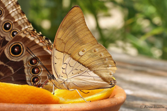 518.096B-White-spotted-prepona-Archaeoprepona-amphimachus