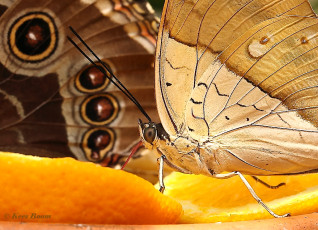 518.096C-White-spotted-prepona-Archaeoprepona-amphimachus