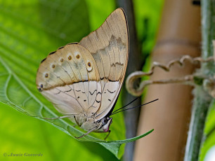 518.097A-White-spotted-prepona-Archaeoprepona-amphimachus