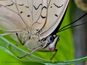 518.097B-White-spotted-prepona-Archaeoprepona-amphimachus