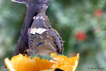 520.355A-Blue-spotted-charaxes-Caraxes-cithaeron