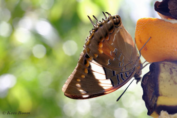 520.355B-Blue-spotted-charaxes-Caraxes-cithaeron