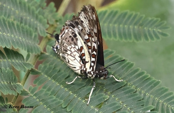 520.395-Scarce-forest-emperor-Charaxes-etesipe