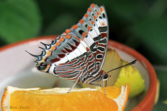 521.524-Jasiusvlinder-of-Pasja-Charaxes-jasius