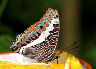 521.525-Jasiusvlinder-of-Pasja-Charaxes-jasius
