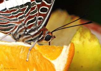 521.526-Jasiusvlinder-of-Pasja-Charaxes-jasius