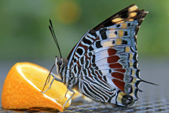 521.536-Jasiusvlinder-of-Pasja-Charaxes-jasius