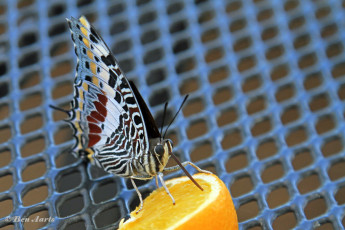 521.536B-Jasiusvlinder-of-Pasja-Charaxes-jasius