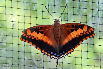 521.546-Jasiusvlinder-of-Pasja-Charaxes-jasius