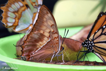 522.015-Silver-striped-charaxes-Charaxes-lasti