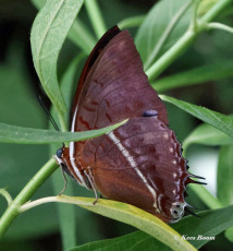 522.020-Charaxes-lasti-Silver-striped-charaxes