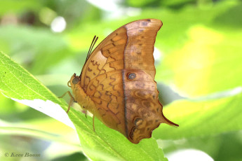 522.815A-Pearl-emperor-Charaxes-varanes