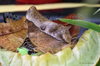 522.815B-Pearl-emperor-Charaxes-varanes