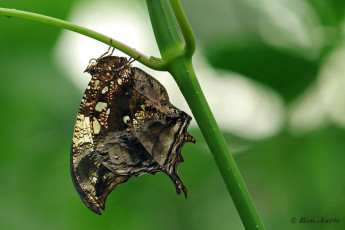 526.516-Jazzy-leafwing-Hypna-clytemnestra