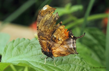 526.635A-Tiger-leafwing-Consul-fabius