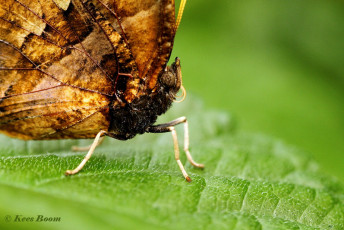 526.635B-Tiger-leafwing-Consul-fabius