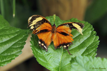 526.635H-Tiger-leafwing-Consul-fabius