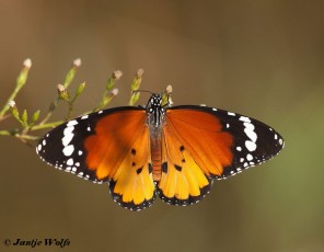 538.715-Kleine monarchvlinder - Danaus chrysippus