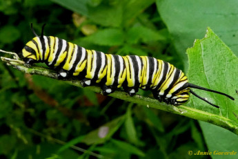 539.905-Monarchvlinder - Danaus plexippus