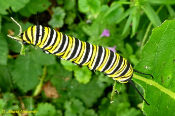 539.906-Monarchvlinder - Danaus plexippus