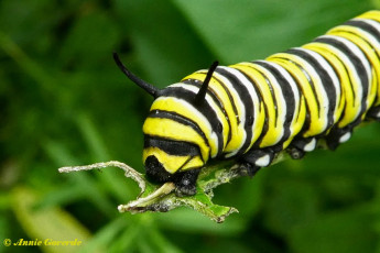 539.907-Monarchvlinder - Danaus plexippus