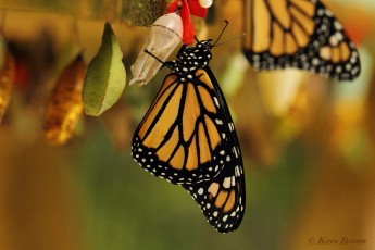 539.913 - Monarchvlinder - Danaus plexippus