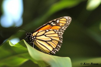 539.915-Monarchvlinder - Danaus plexippus
