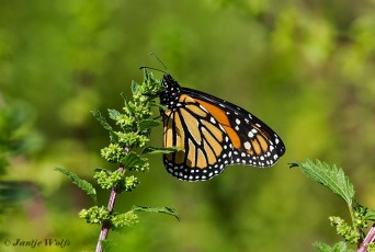 539.916- Monarchvlinder - Danaus plexippus
