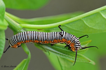 545.106-Common-crow-Euploea-core