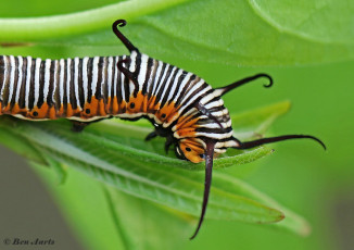 545.106B-Common-crow-Euploea-core