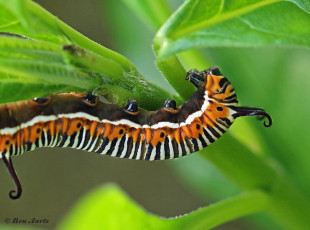 545.106C-Common-crow-Euploea-core