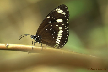 545.115-Common crow - Euploea core