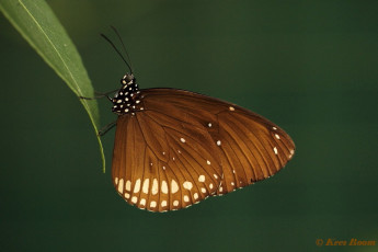 545.116-Common crow - Euploea core