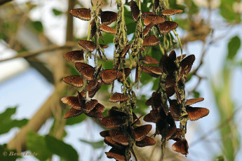 545.116K-Common-crow-Euploea-core