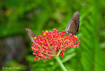 545.120-Common-crow-Euploea-core