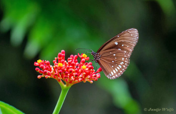 545.120B-Common-crow-Euploea-core