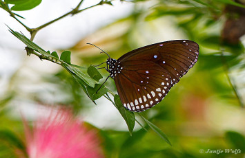 545.120C-Common-crow-Euploea-core