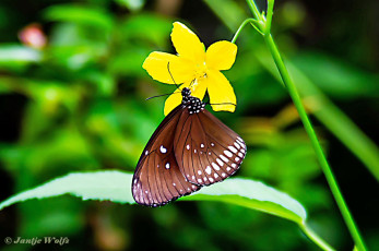 545.120E-Common-crow-Euploea-core