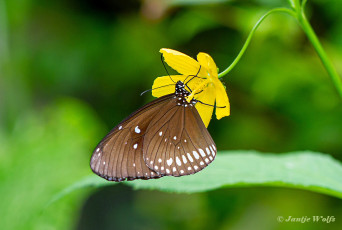 545.120F-Common-crow-Euploea-core