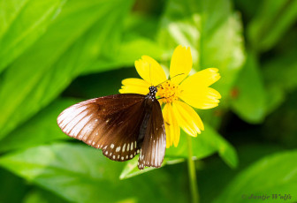 545.120L-Common-crow-Euploea-core