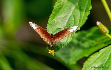 545.135-Common-crow-Euploea-core