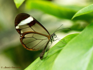 549.117-Glasswinged butterfly - Greta oto