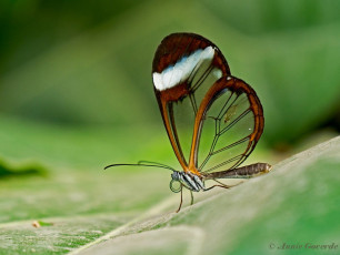 549.118- Glasswinged - Greta oto