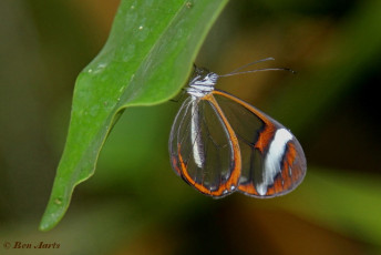 549.119- Glasswinged - Greta oto
