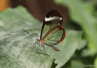 549.120- Glasswinged - Greta oto