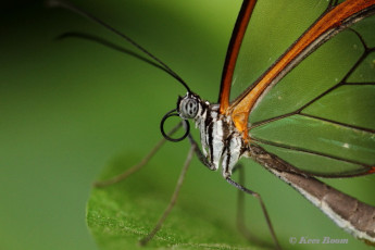 549.121- Glasswinged - Greta oto