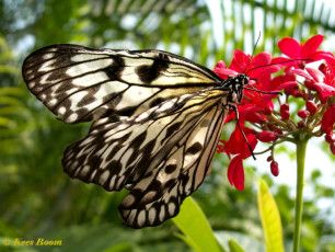 552.715-Paper kite - Idea Leuconoe