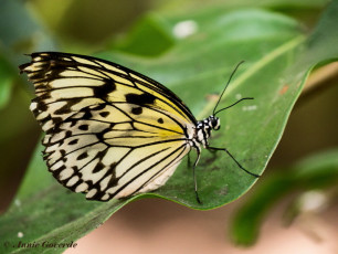552.716-Paper kite - Idea Leuconoe