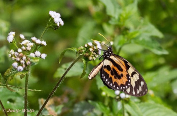 557.711-Clearwing-mimic-queen-Lycorea-pasinuntia